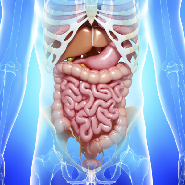 Γαστρεντερικό Σύστημα