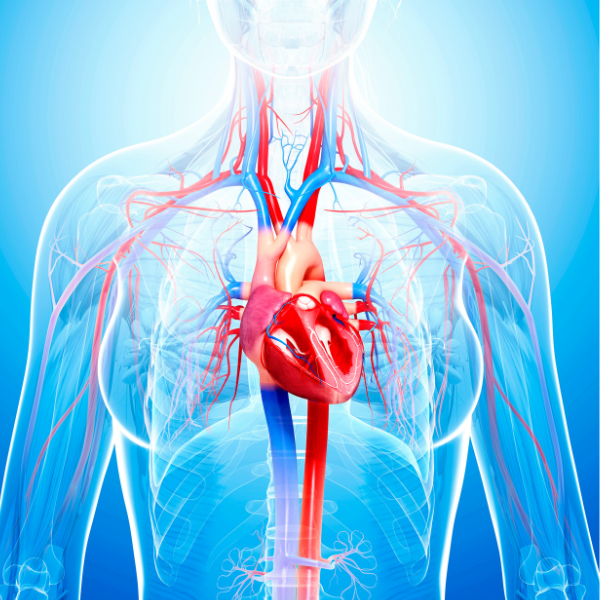 Καρδιοαγγειακό Σύστημα