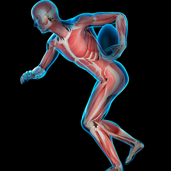 Μυοσκελετικό Σύστημα